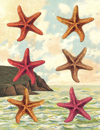 SB502 Single seaside card - Starfish