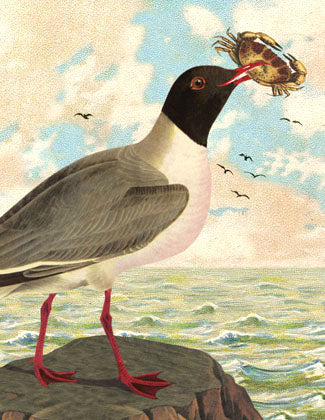 SB511 Single seaside card - Seagull