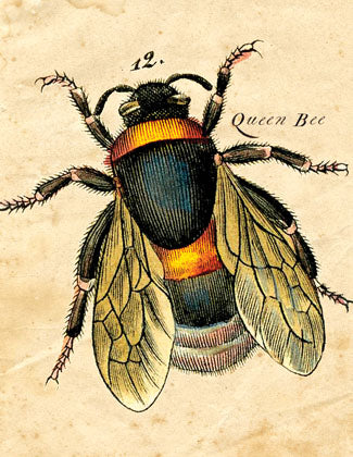 CC601 Queen Bee