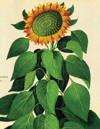 CC603 Sunflower