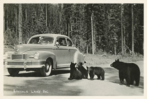 KP045 Bears and car