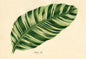 M170 Mini card - Palm Leaf
