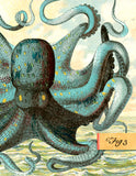 B501 Boxed seaside cards - Octopus
