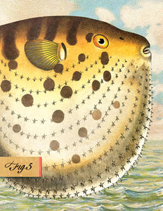 SB504 Single seaside card - Puffer Fish