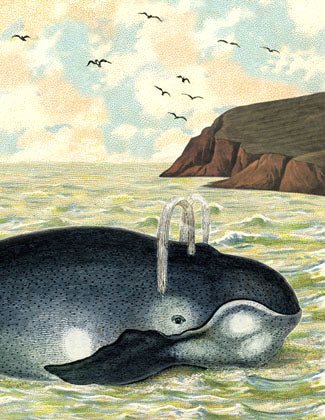 SB506 Single seaside card  - Whale
