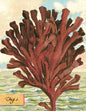 SB509 Single seaside card  - Kelp