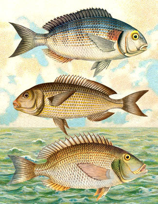 SB510 Single seaside card  - Three Fish