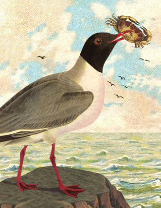 SB511 Single seaside card  - Seagull
