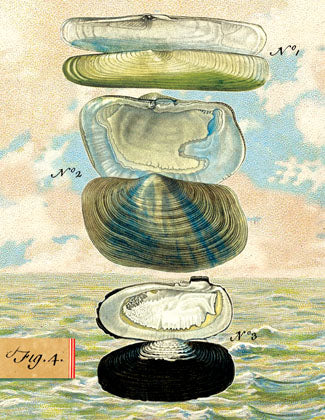 SB512 Single seaside card  - Clams