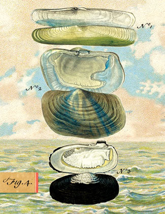 B512 Boxed seaside cards -  Clams