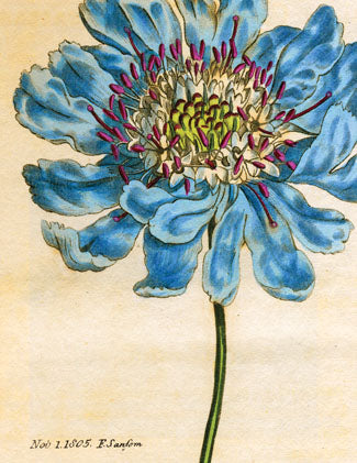 CC602 Blue Flower
