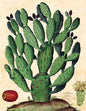 CC604 Cactus