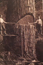 KP077 Lumber Jacks