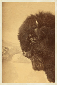 KP074 Bison
