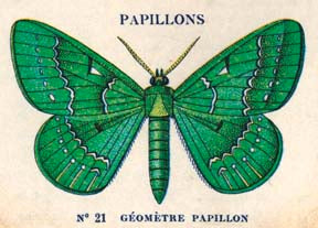 M161 Mini card - Papillons