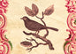 M165 Mini card - Robin on branch