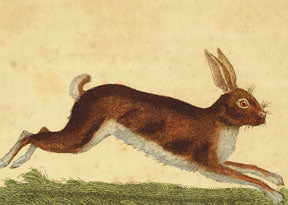 M171 Mini card - Rabbit