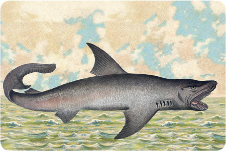 P101 Seaside postcards - Shark