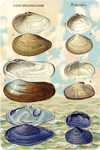 P106 Seaside postcards - Clams