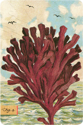 P109 Seaside postcards - Kelp
