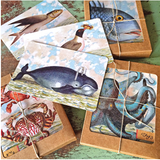 B509 Boxed seaside cards - Kelp