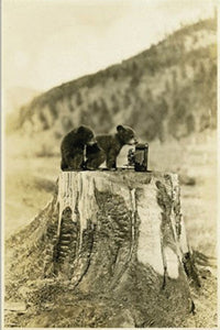 KP013 Baby Bears