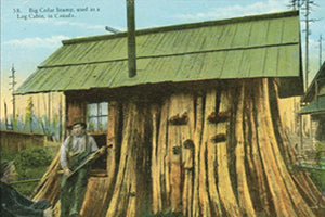 KP020 Stump House