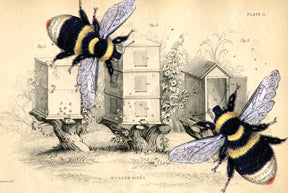 KP058 Bees