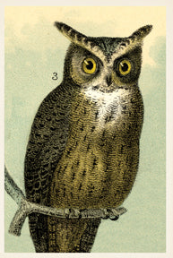 KP061 Owl