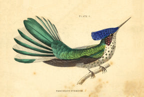 KP068 Hummingbird