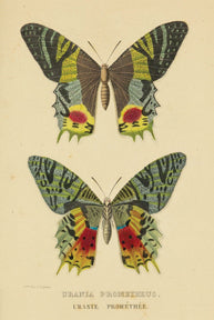 KP072 Butterfly